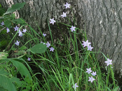 Campanula stevenii