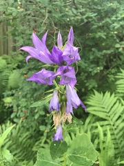 Campanula trachelium