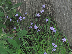Campanula stevenii