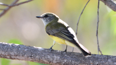 Microeca flavigaster
