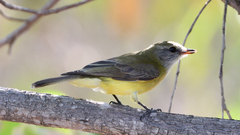 Microeca flavigaster
