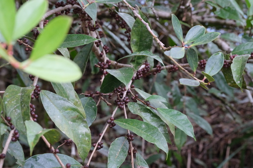 Ficus sinuata observed 2024-10-26