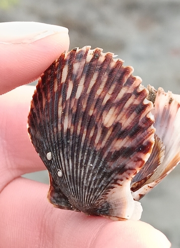 Pacific Calico Scallop