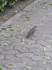 Turdus rufiventris