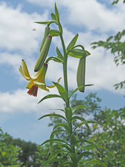 Lilium monadelphum