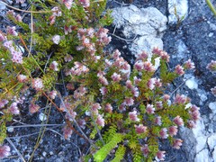 Erica ioniana