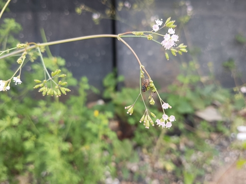 Image of Boerhavia erecta by (c) Wilhelm Joshua Tan, some rights reserved (CC BY)