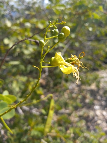 Caesalpinia brasiliensis observed 2024-11-30