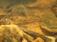 Rhinogobius similis