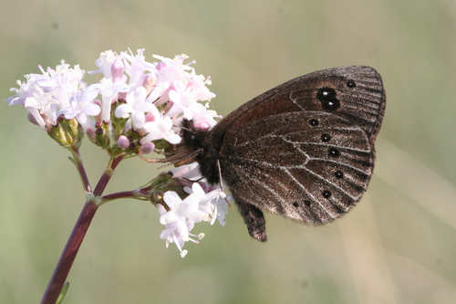 Dalmatian Ringlet