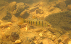 Barbodes semifasciolatus