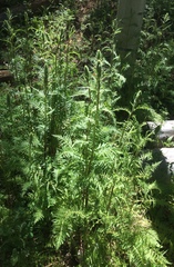 Pedicularis bracteosa