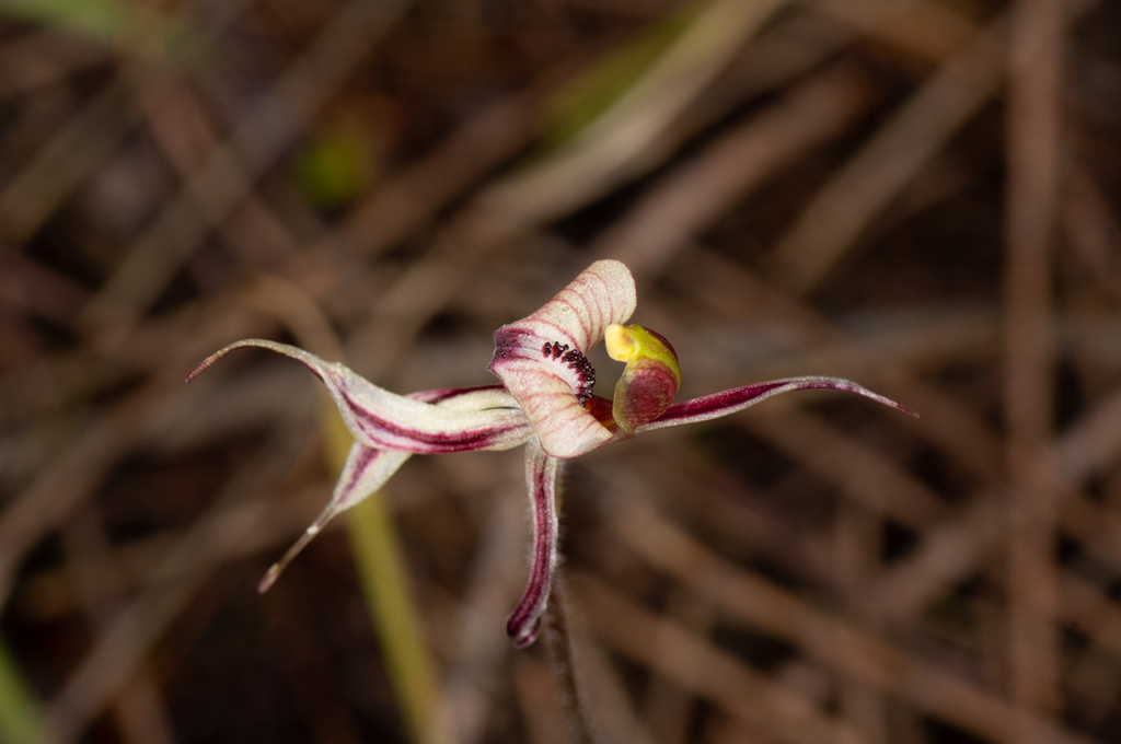 Caladenia brevisura