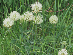 Trifolium caucasicum