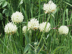Trifolium caucasicum