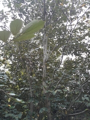 Luehea
