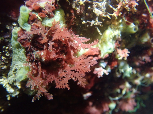 Portieria hornemannii observed 2024-11-30