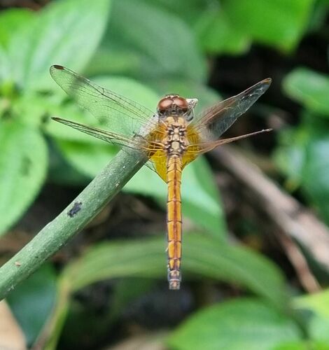 Crimson Marsh Glider