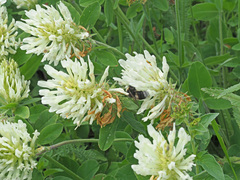 Trifolium canescens
