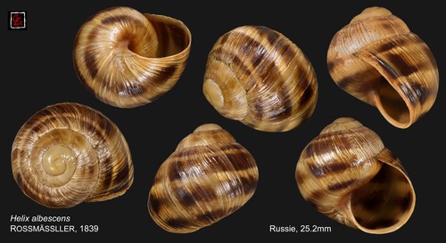 Helix albescens