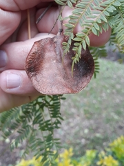 Jacaranda mimosifolia