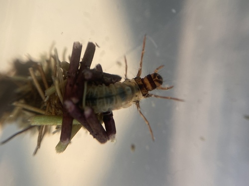 Limnephilus politus
