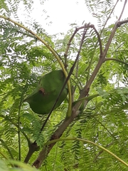 Jacaranda mimosifolia