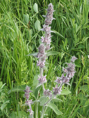 Stachys balansae