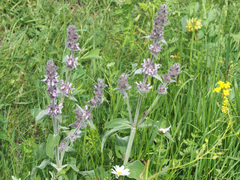 Stachys balansae