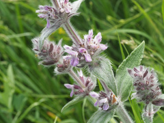 Stachys balansae