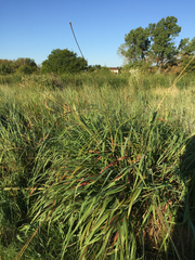 Tripsacum dactyloides