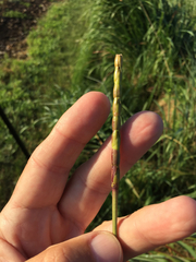 Tripsacum dactyloides