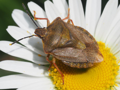 Carpocoris melanocerus
