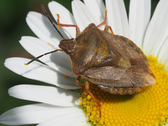 Carpocoris melanocerus
