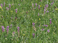 Polygala transcaucasica
