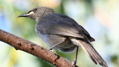 Stomiopera unicolor