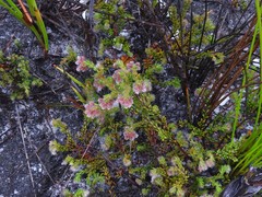 Erica ioniana