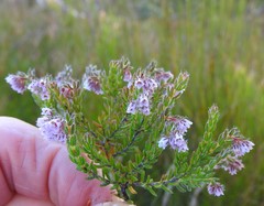 Erica ioniana