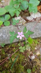 Geranium robertianum