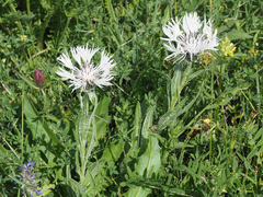 Centaurea cheiranthifolia