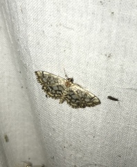 Lygropia rivulalis