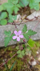 Geranium robertianum