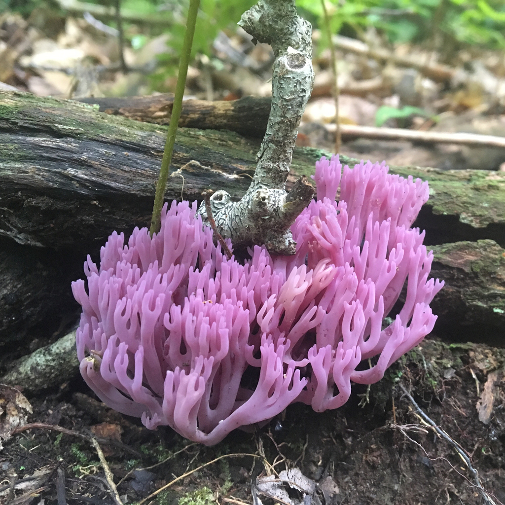 violet coral fungus (Clavaria zollingeri) · iNaturalist