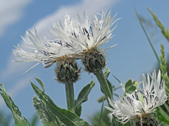 Centaurea cheiranthifolia