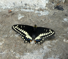 Papilio indra