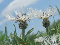 Centaurea cheiranthifolia