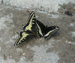 Papilio indra