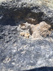 Hoplitis anthocopoides