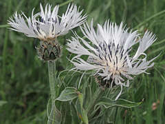 Centaurea cheiranthifolia