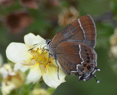Callophrys spinetorum